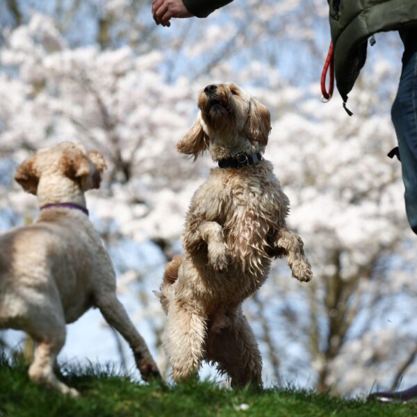 Honden met drugs op? 'Helaas niet uitzonderlijk'