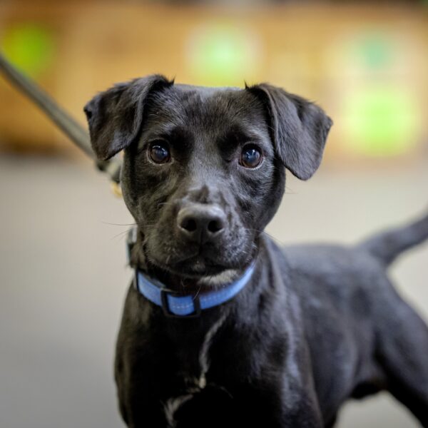 Een hond nemen? 'Eerst het baasje op cursus'