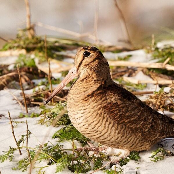 Zorgen over jachtplannen kabinet: wordt de 'wildlijst' uitgebreid?