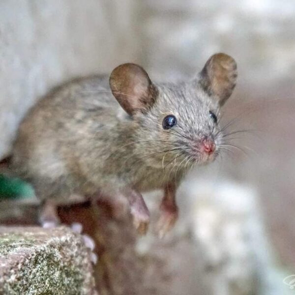 Opruimende muizen: waarom doen ze dat?