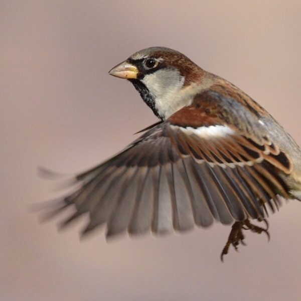 Huismus is niet zomaar een vogel, maar een wereldreiziger met bijzondere geschiedenis