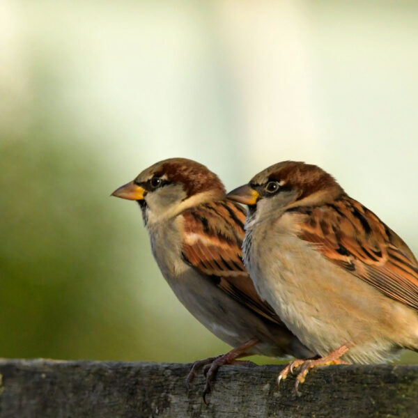 Meer huismussen? Zo maak je van jouw tuin of balkon een huismussenwalhalla