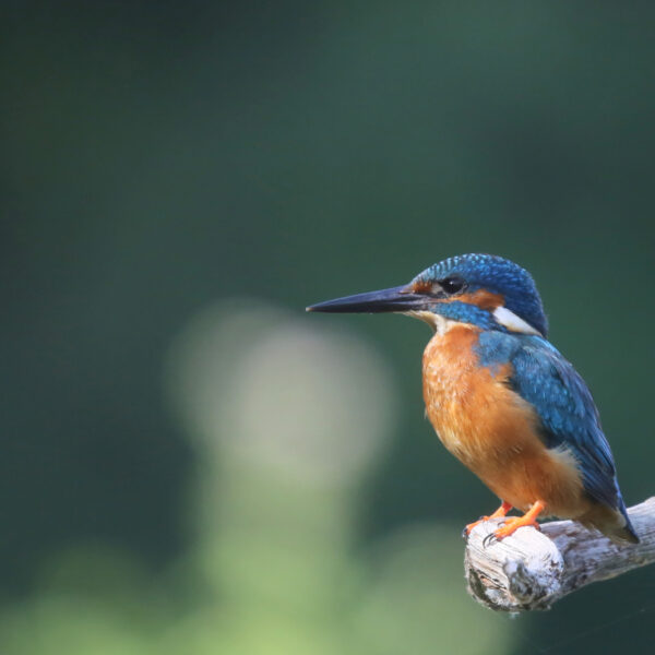 We hebben de natuur nodig omdat zij zo prachtig is