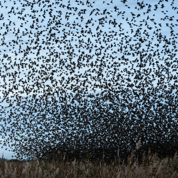 Emmy bewondert twee keer per dag ‘haar’ spreeuwen