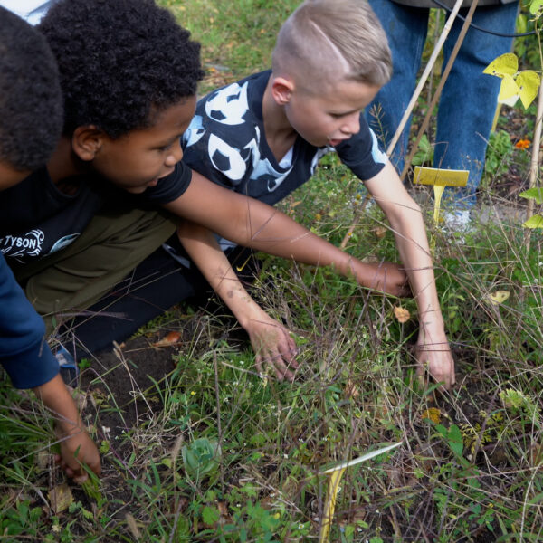 Schooltuinen zitten volop in oogsttijd