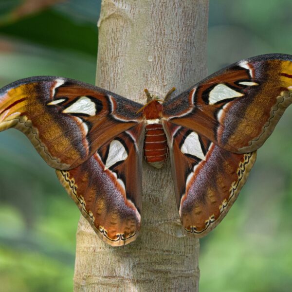 Bart ontpopt zich tot een ware vlinderexpert: 'De Atlasvlinder kan niet eten en leeft een week'