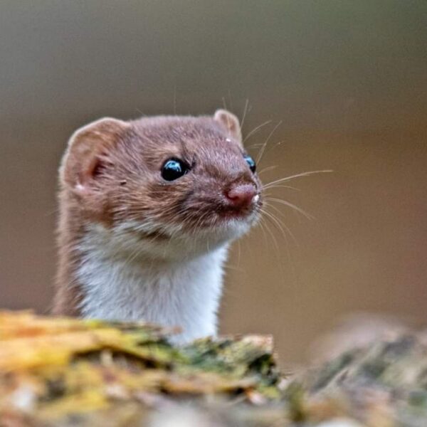 Wezel valt rat aan in Amsterdam: gebeurt dit vaker?