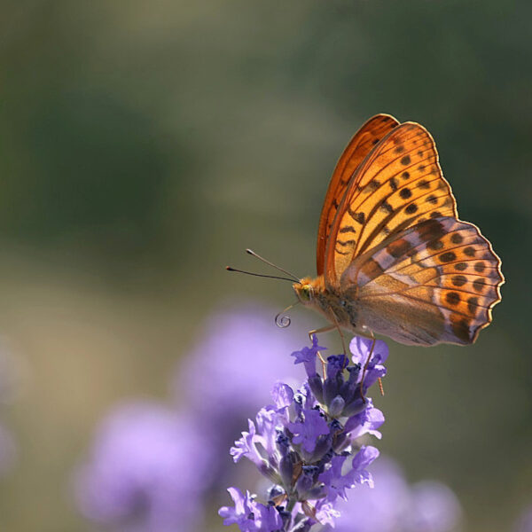 Deze vlinder had een oogje op een ongebruikelijke partner