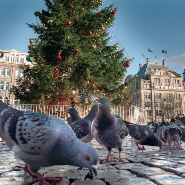 Hoeveel impact heeft kerstverlichting op stadsvogels?
