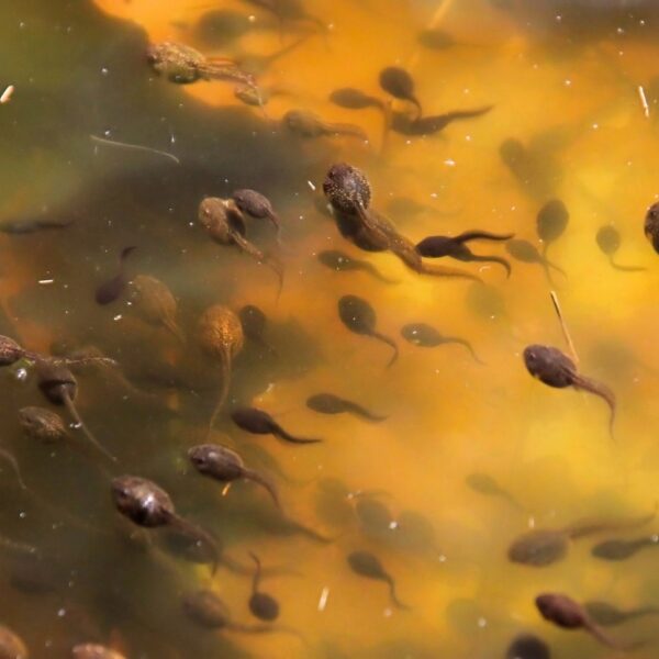 Waarom het goed nieuws is als je kikkervisjes ziet