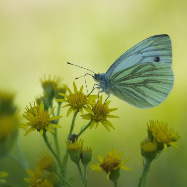 Vlinders tellen in de tuin: welke vlinder zie je het vaakst?