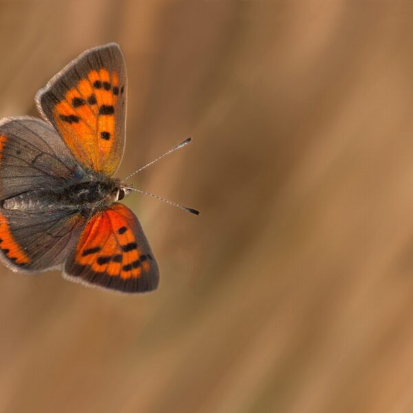 Heeft de natuur ook recht op bestaanszekerheid?