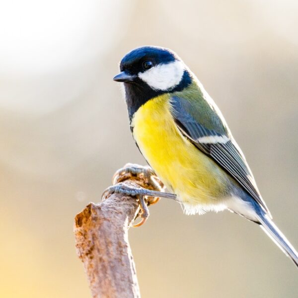 Waarom een ei: waar blijft de levendbarende vogel?