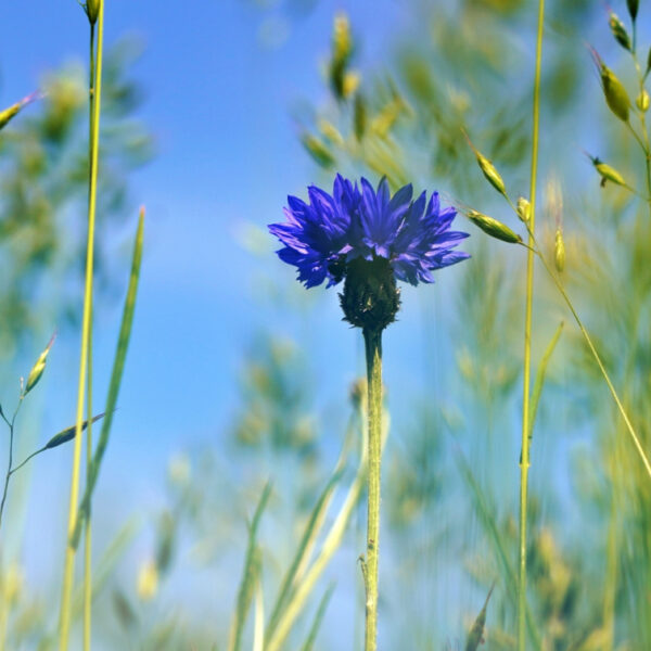 'De stad lijkt meer en meer een reddingsboei voor biodiversiteit'