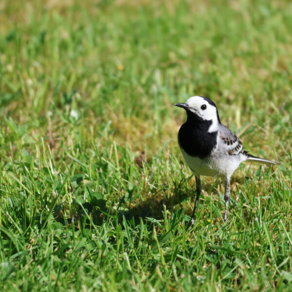 'Voor de biodiversiteit heeft het gazon evenveel waarde als een geasfalteerd parkeerterrein'
