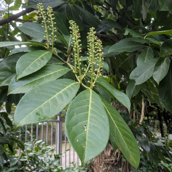 Laurierkers: populaire tuinplant blijkt invasieve exoot