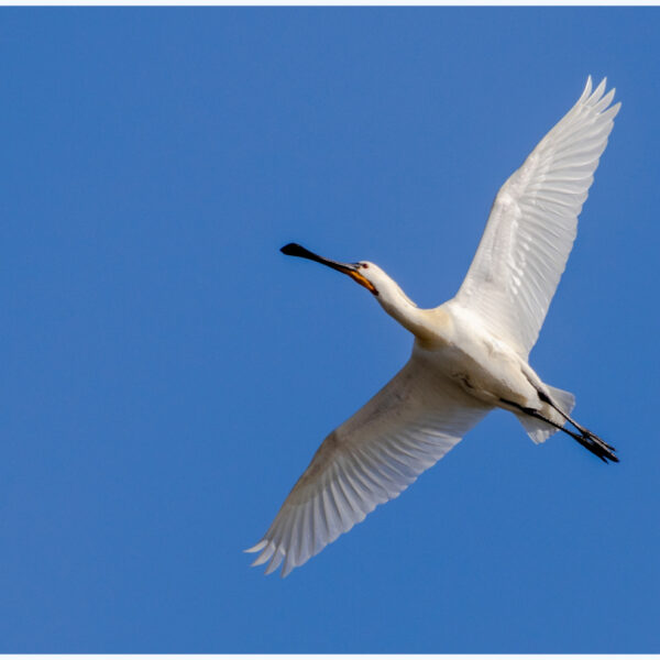 Onderzoek lepelaars: 'Ze hebben er zelf niets aan'