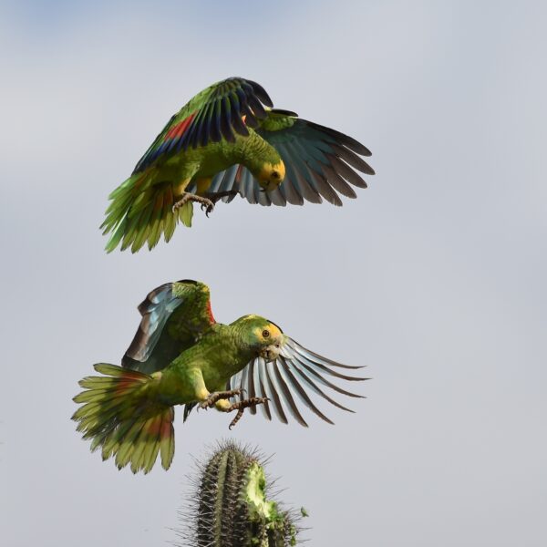 Geelvleugelamazones op Aruba: na 80 jaar is de iconische vogel terug!