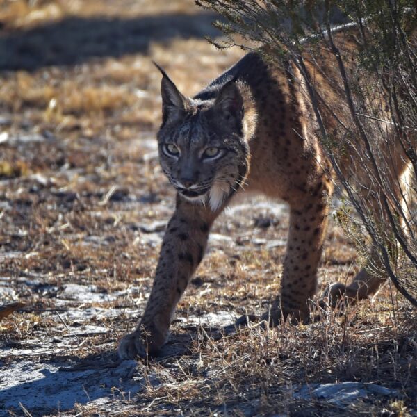 Keert na de wolf ook de lynx binnenkort terug in Nederland?