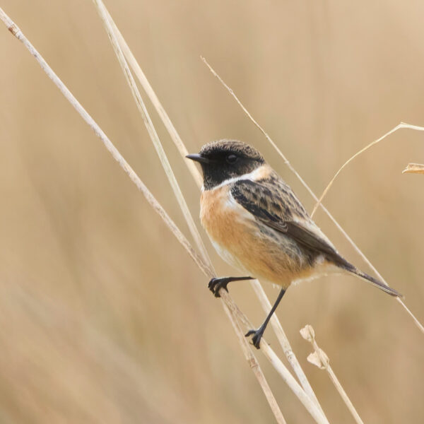 Zangvogels herkennen? Doe de cursus van Vroege Vogels!