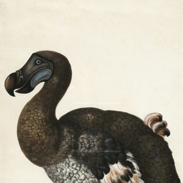 Dieren die uitstierven door de mens: dit zijn de verhalen