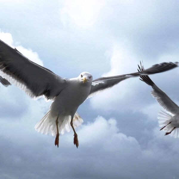 Hoe lok je meeuwen naar een andere plek? Met een meeuwenhub!