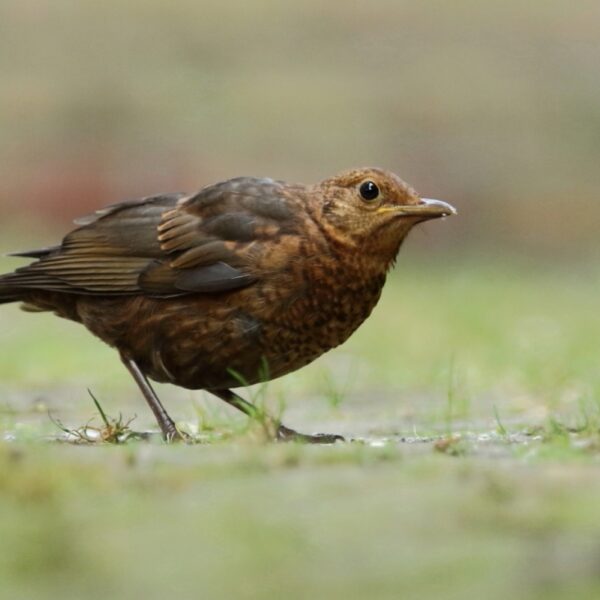 Vroege Vogels presenteert: het eerste Europese Vogelconcert op de Nederlandse radio