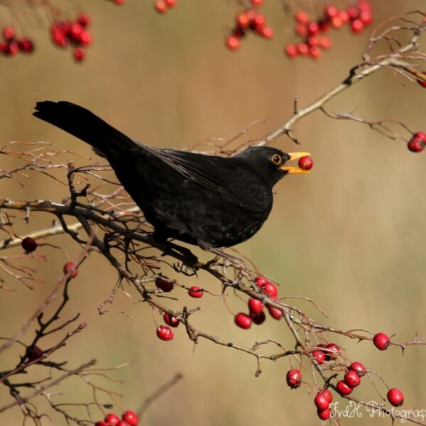 Vogels die zaad verspreiden van planten 'bedreigd of kwetsbaar'