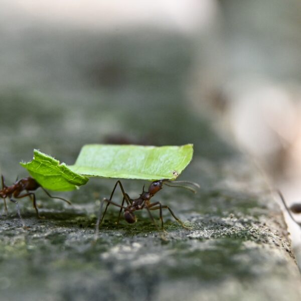 Wat kunnen we leren van de mier?