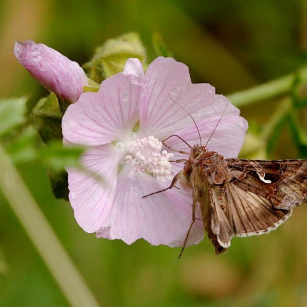 Vijfde Frater Willibrordus Prijs gaat naar Hans Bijl