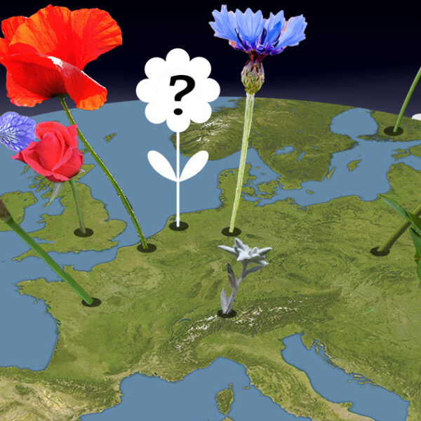 Wat wordt onze nationale bloem?