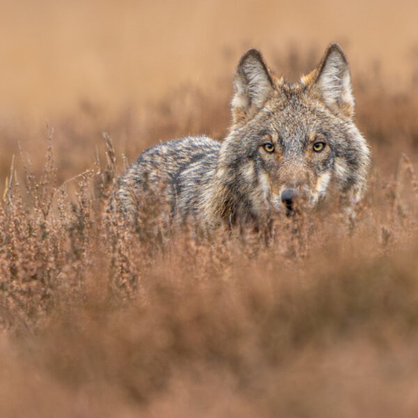 'Wolf of niet, een slagveld wordt het voor de meeste schapen sowieso'