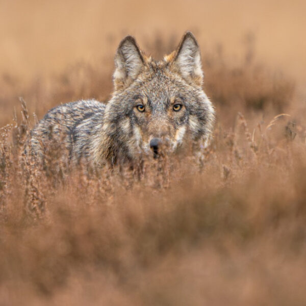 Tamme wolf alleen te verklaren door verkeerd gedrag mens