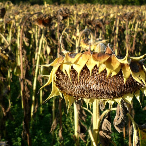 Alarmerend klimaatrapport opwarming Europa: 'Minder klimaatscepsis, meer oplossingsscepsis'