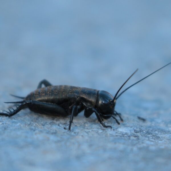 Wie wordt het 'Insect van het Jaar' van 2025?