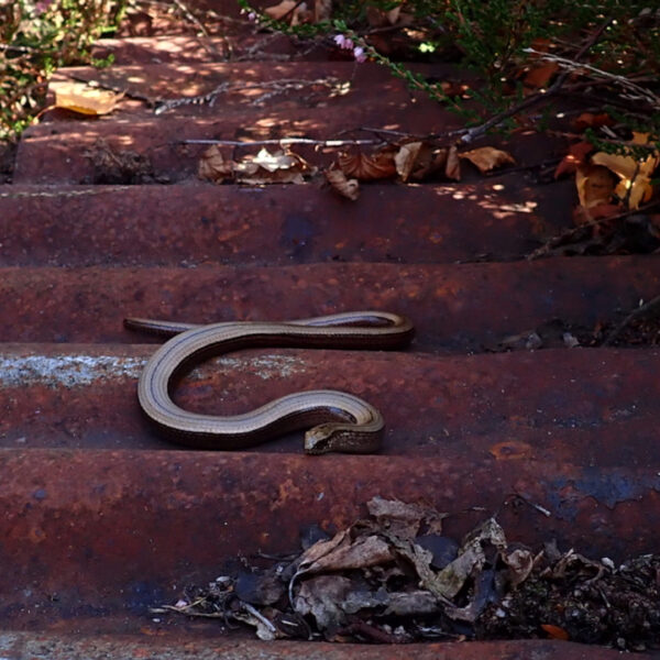 Hazelwormen in Brabant: waar zitten ze?