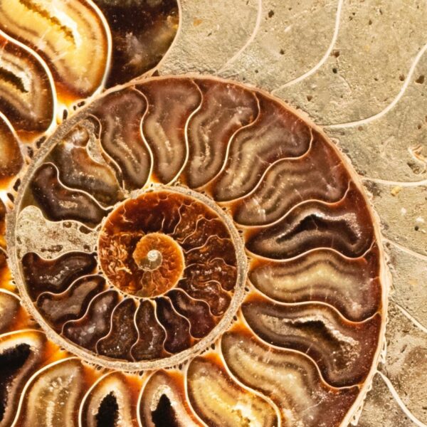 Nederlandse Oxford-natuurkundige stuit op verbazingwekkende orde in de natuur: 'Het is net als kunst'