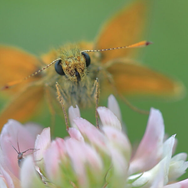 Groot dikkopje is weer te zien!