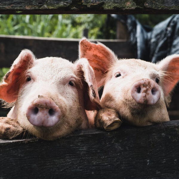 'Als slachthuizen glazen wanden hadden, zou iedereen vegetariër zijn'