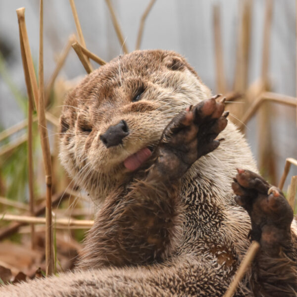 Otter als 'spirit animal': wat betekent dat?