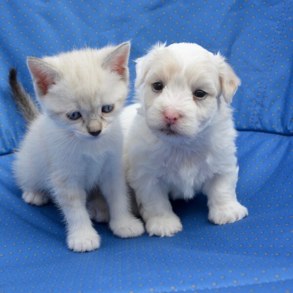 'Hondenbezitters stemmen vaker rechts, kattenbezitters links'