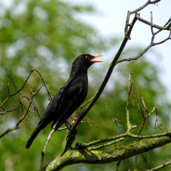 Dit is de winnaar van het NK Vogelfluiten 2025