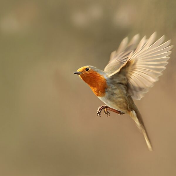 Word betoverd door de natuur en laat de determineerdrang achterwege!