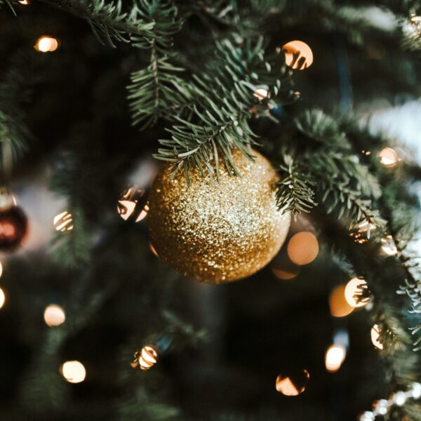 Kerstbomen kunnen na gebruik nog heel nuttig zijn voor de natuur