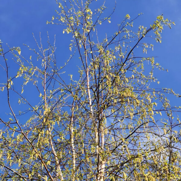 Hoe maak je een hooikoortsvriendelijke stad?