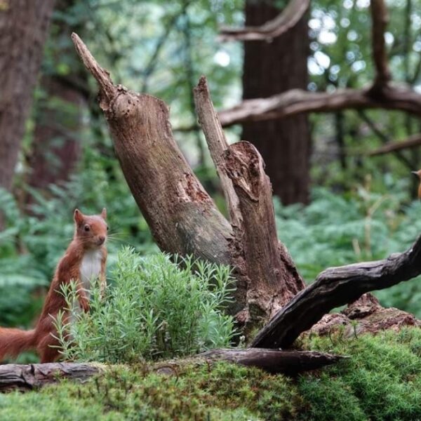 Last van stress? Ga de natuur in!