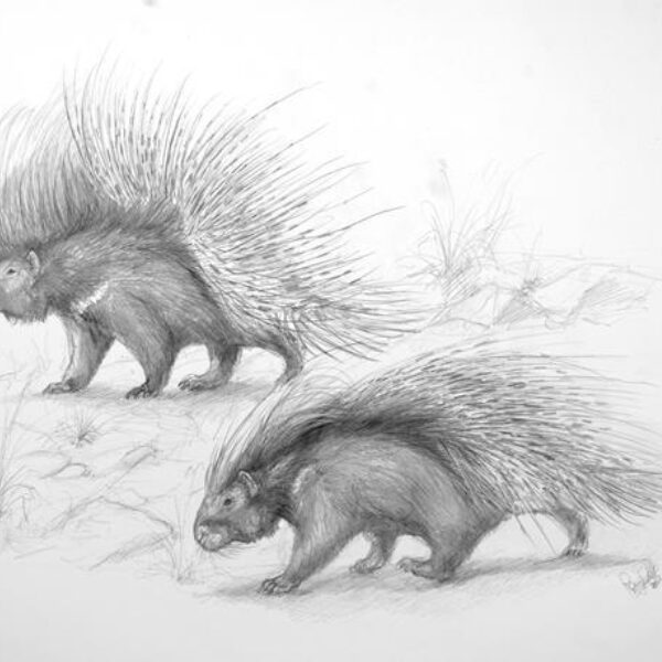 Een primeur: vondst stekelvarken in Noordzee