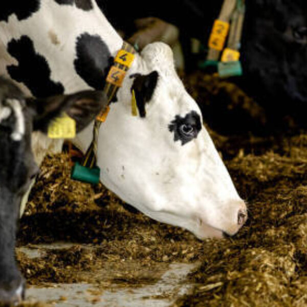 Topeconoom maakt gehakt van stikstoffonds: 'Volslagen absurd'