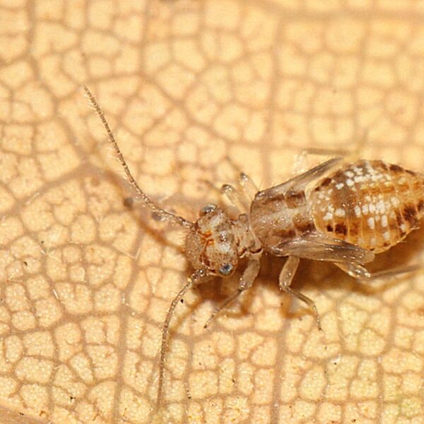 Wanneer jij naar een toneelstuk kijkt, wordt jij ook door allerlei wezens bekeken!