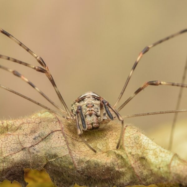 Hoe Eva Hoeke zichzelf wist te resetten en haar spinnenangst overwon